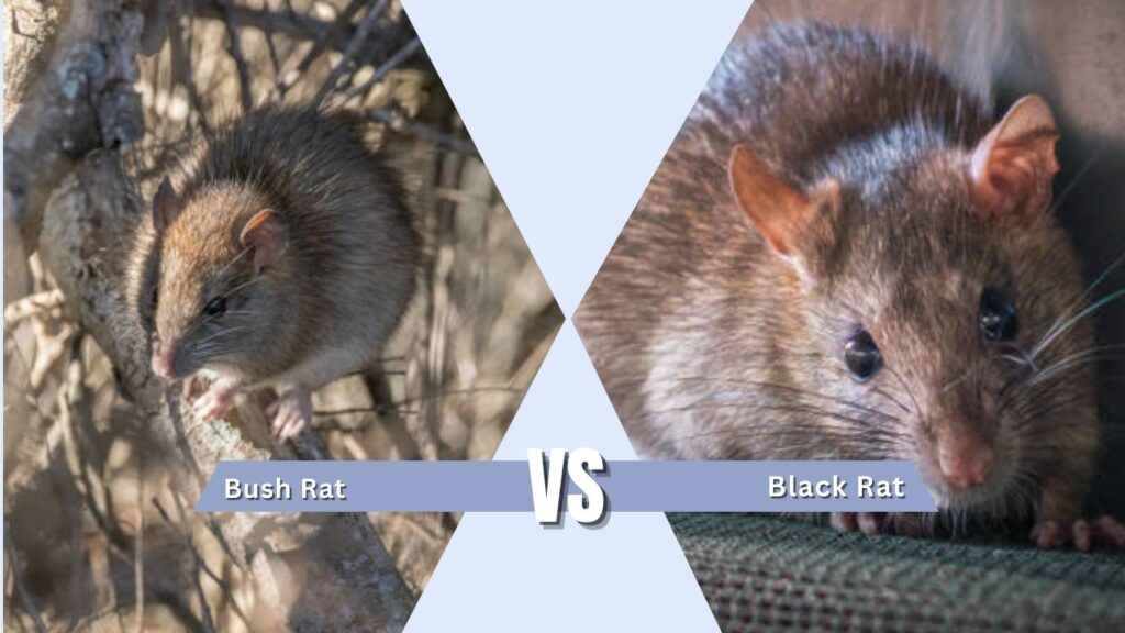 Bush Rat vs Black Rat vs Brown Rat