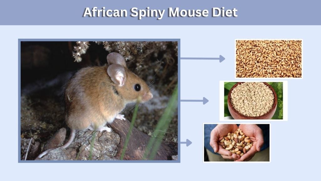 African Spiny Mouse Diet