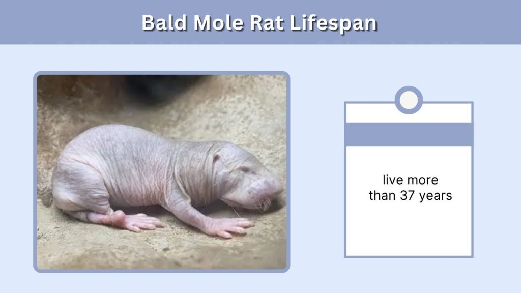 Bald Mole Rat Lifespan
