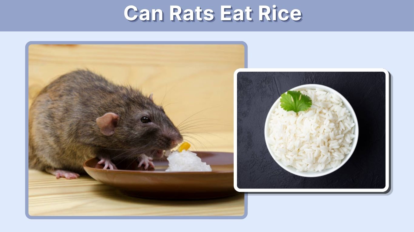 Can Rats Eat Rice? Cooked, Raw and Brown Rice Guide