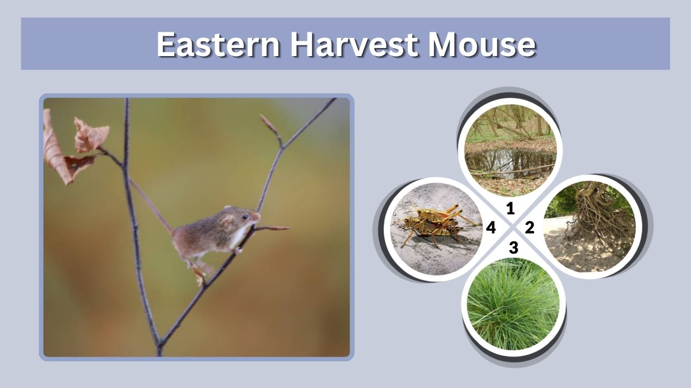 Eastern Harvest Mouse: Size, Habitat, Diet and Facts