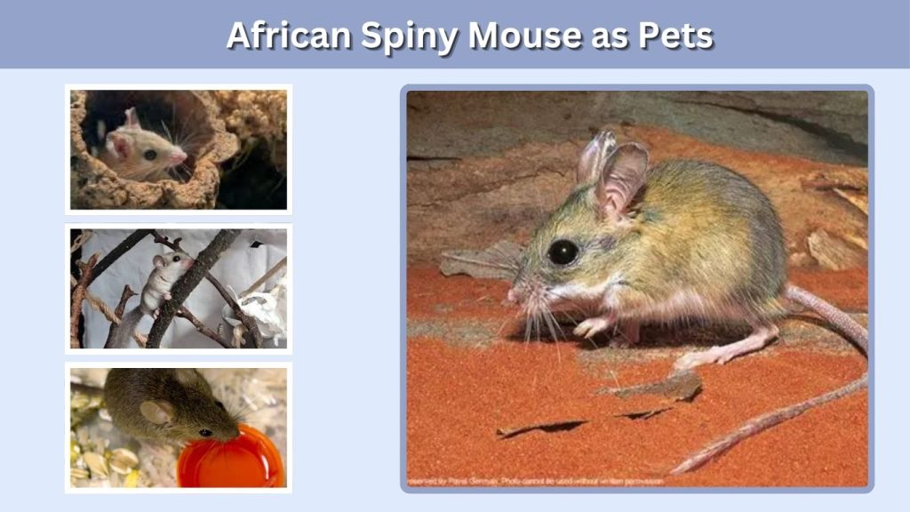 African Spiny Mouse as Pets