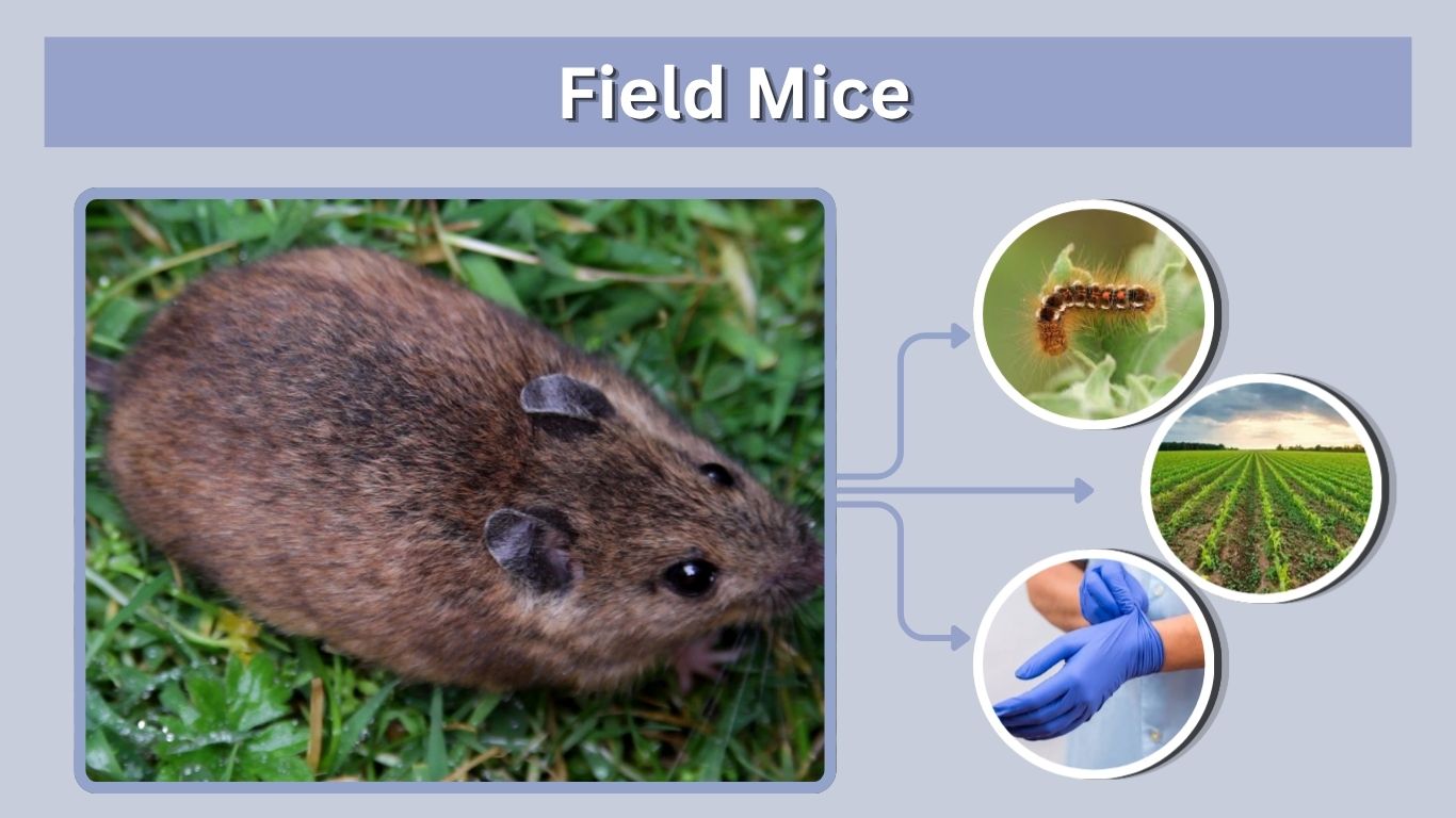Field Mice: Identification, Diet, Risks and Control