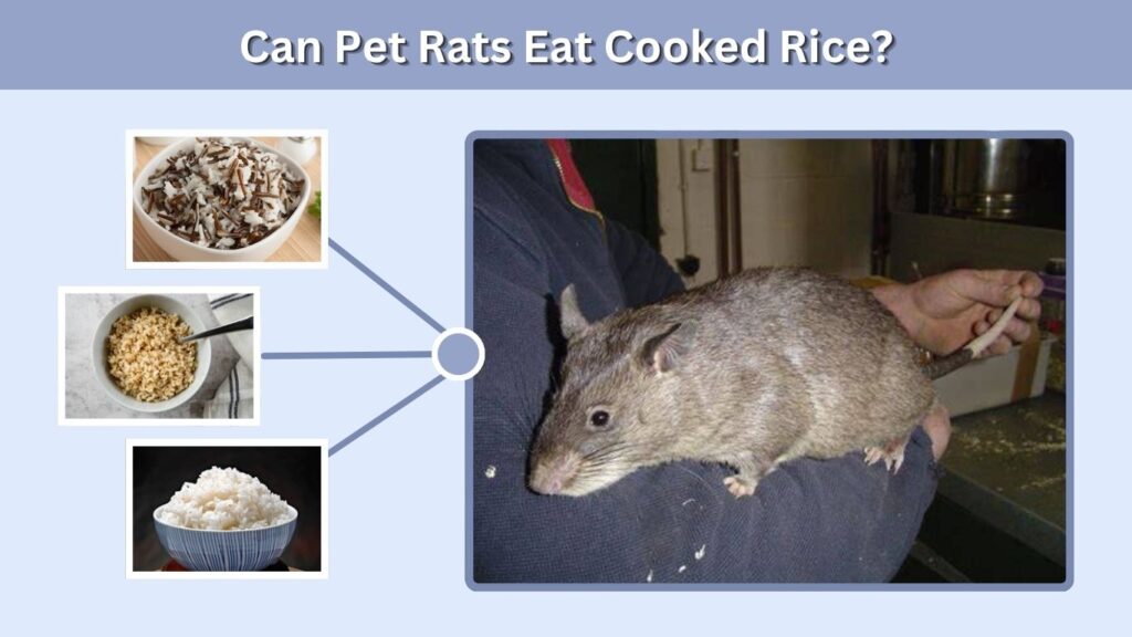 Can Pet Rats Eat Cooked Rice?