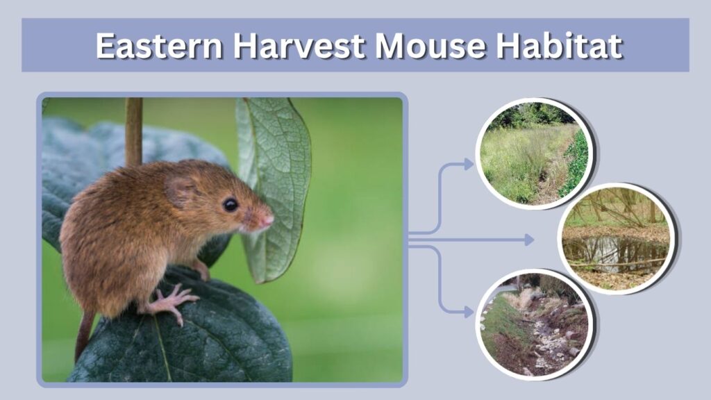 Eastern Harvest Mouse Habitat