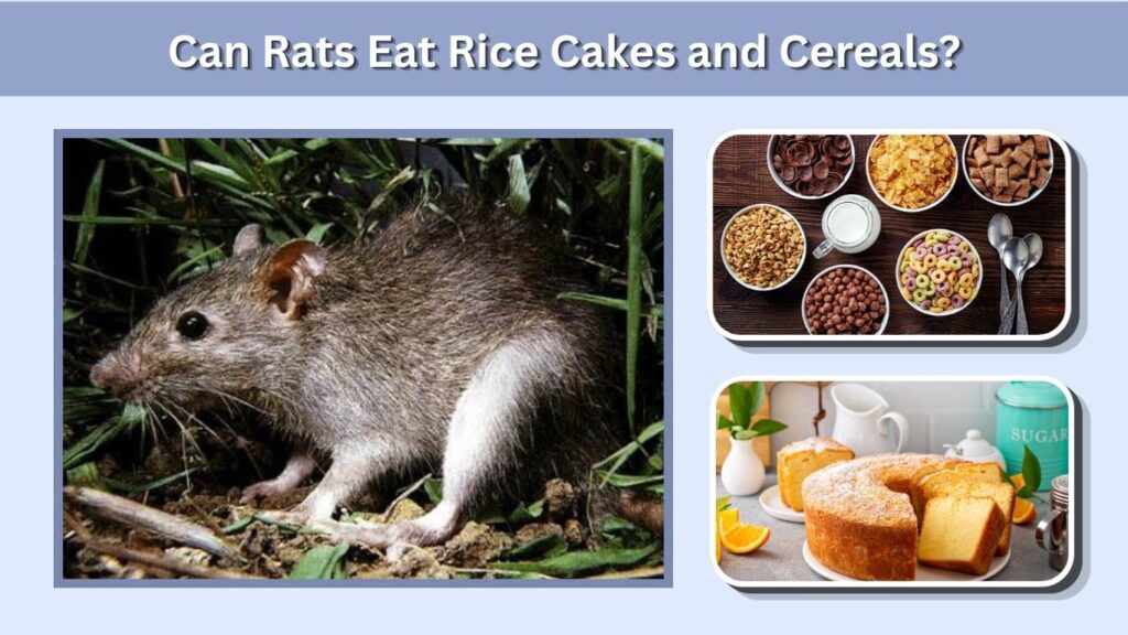 Can Rats Eat Rice Cakes and Cereals?