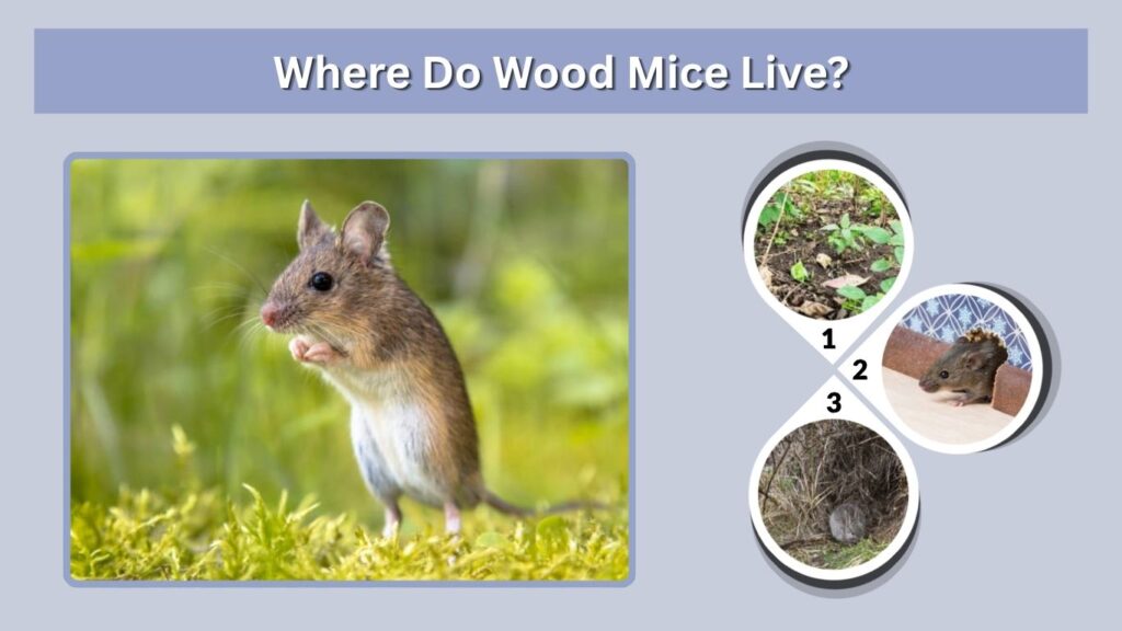 Where Do Wood Mice Live?