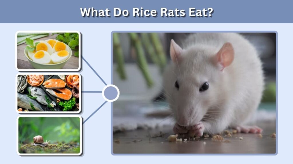 What Do Rice Rats Eat?