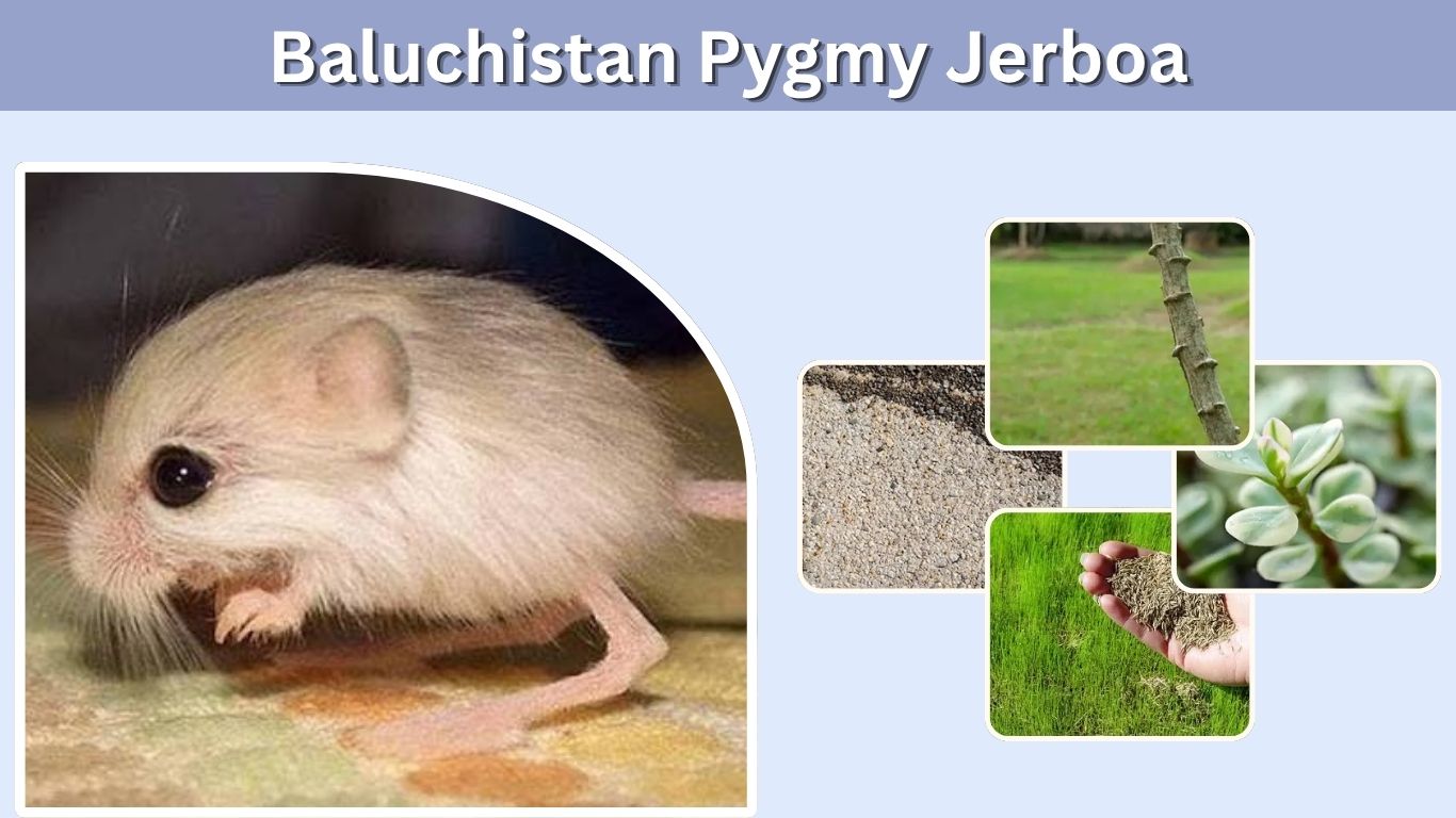 Baluchistan Pygmy Jerboa: Size, Habitat, Diet and Facts