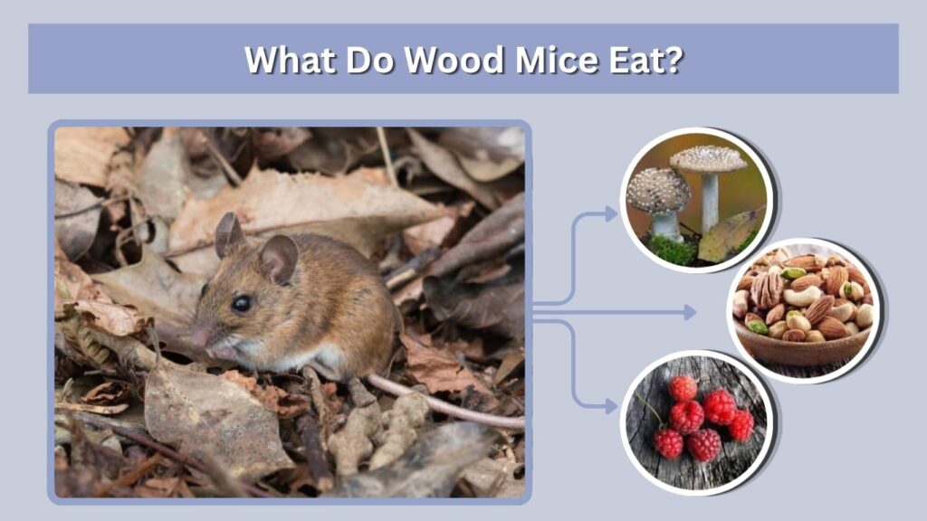What Do Wood Mice Eat?