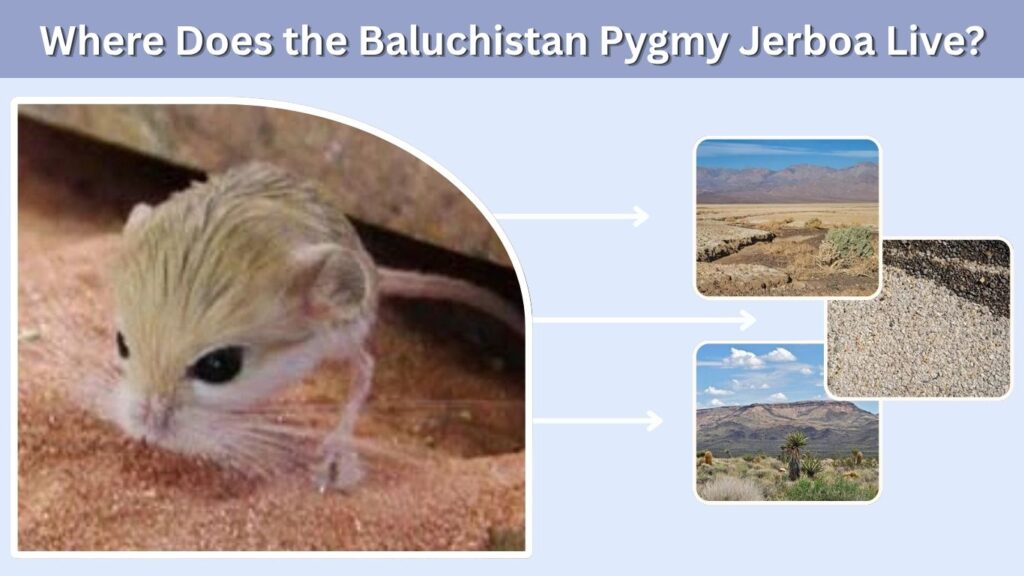 Where Does the Baluchistan Pygmy Jerboa Live?