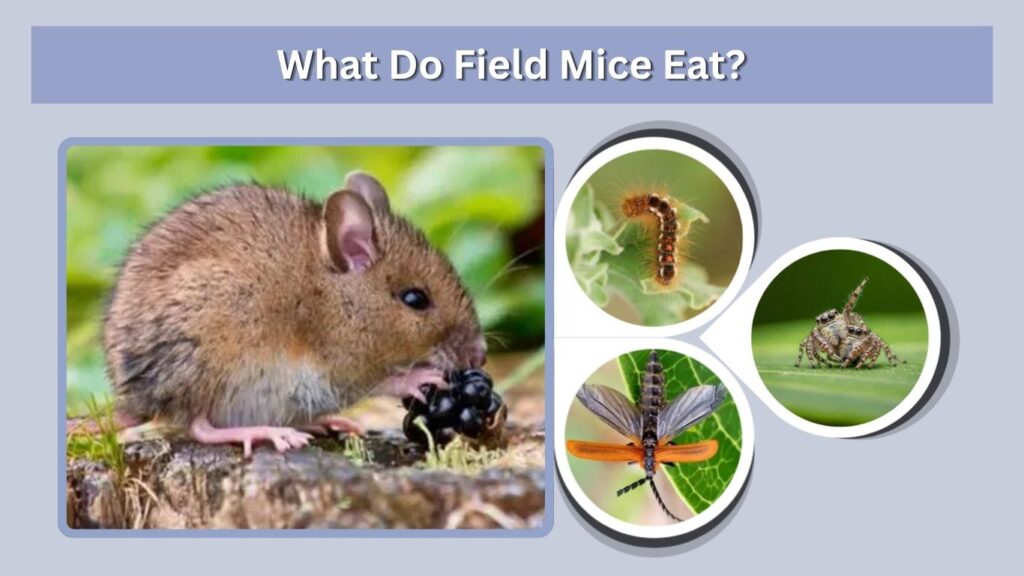 What Do Field Mice Eat?