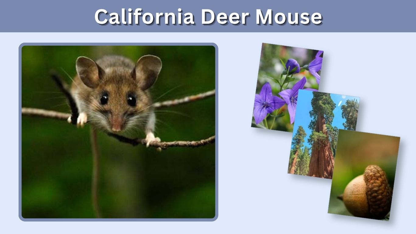 California Deer Mouse: Size, Habitat, Diet, and Facts