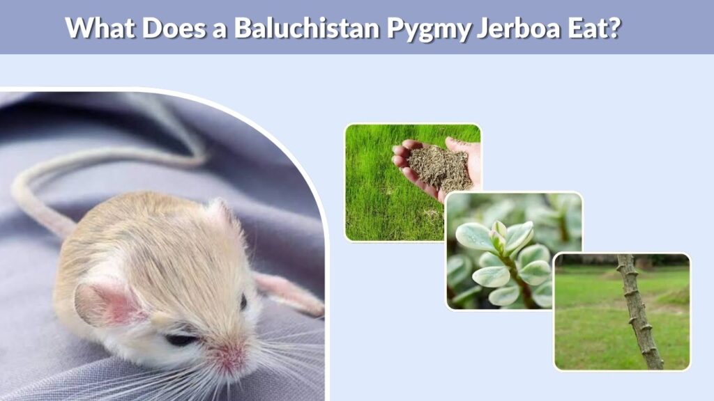 What Does a Baluchistan Pygmy Jerboa Eat?