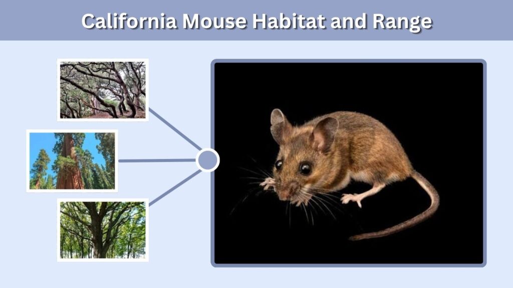 California Mouse Habitat and Range