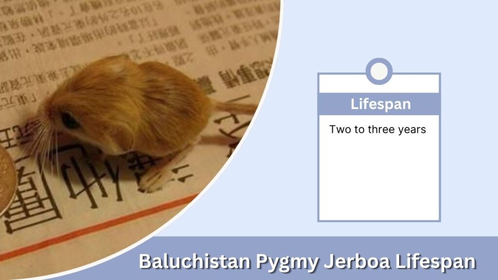 Baluchistan Pygmy Jerboa Lifespan