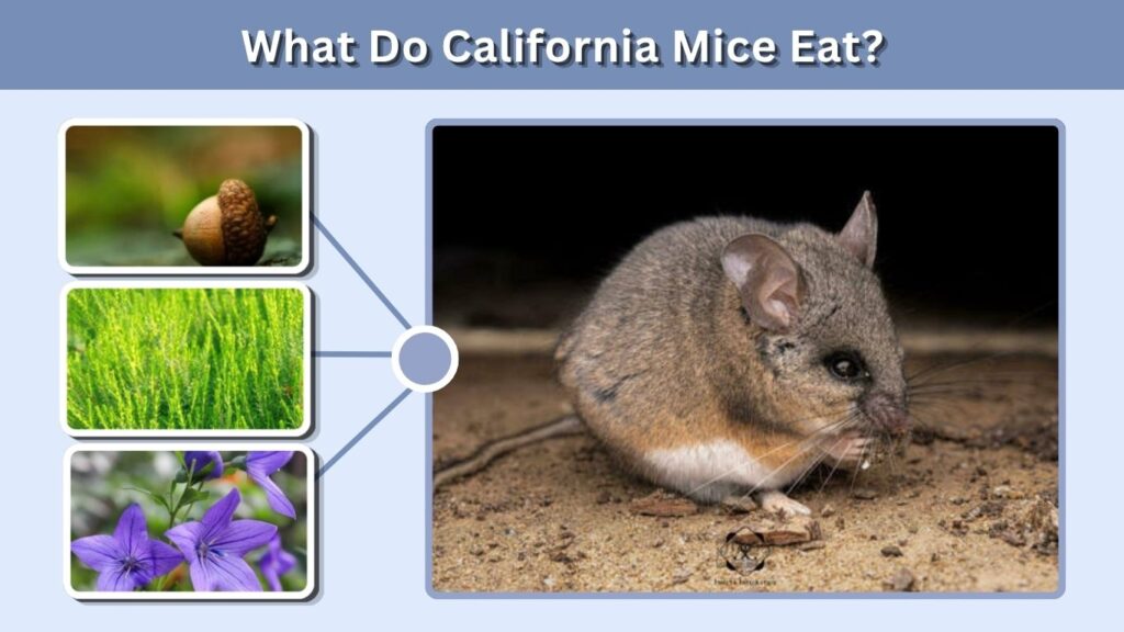 What Do California Mice Eat?