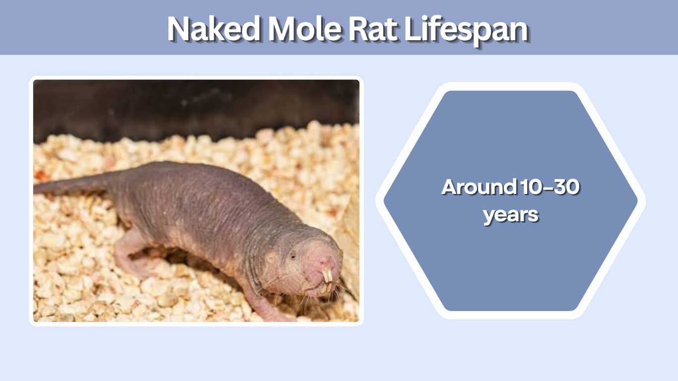 Naked Mole Rat Lifespan: How Long Do They Live?
