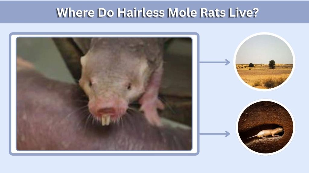 Where Do Hairless Mole Rats Live?
