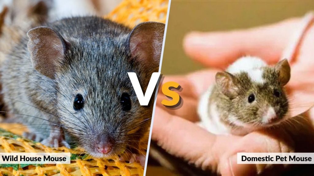 Wild House Mouse vs Domestic Pet Mouse