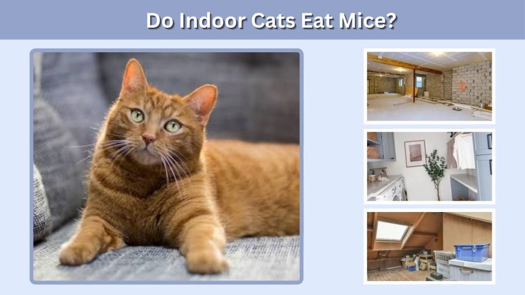 Do Indoor Cats Eat Mice?