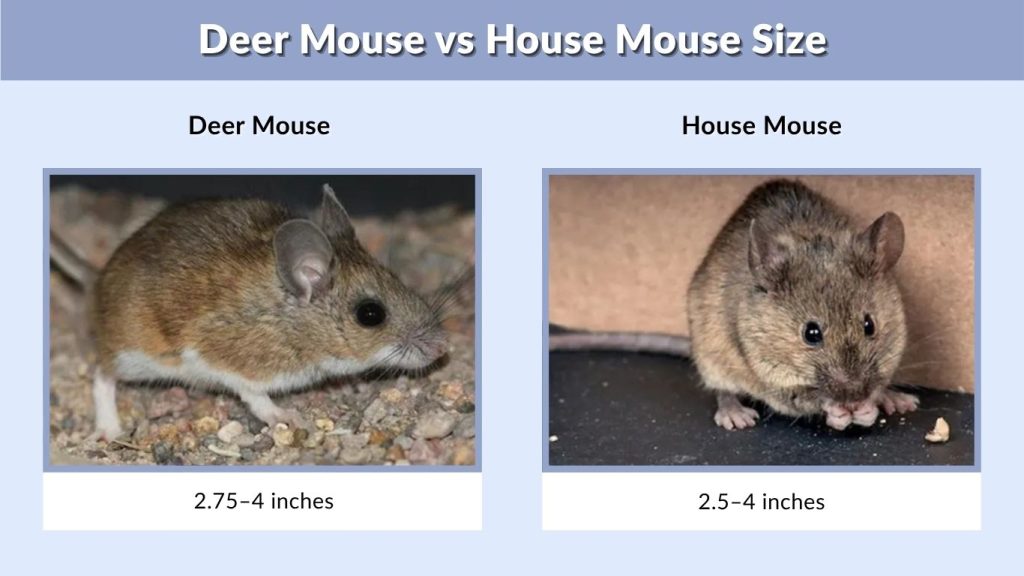 Deer Mouse vs House Mouse Size