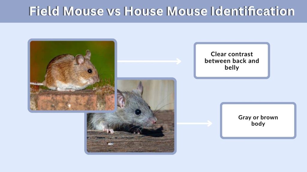 Field Mouse vs House Mouse Identification