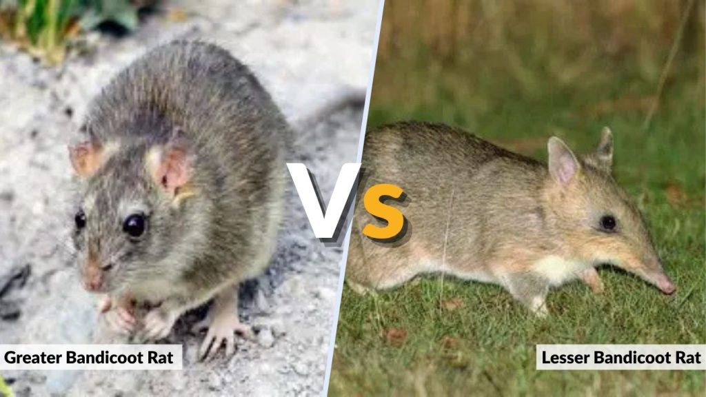 Greater Bandicoot Rat vs Lesser Bandicoot Rat