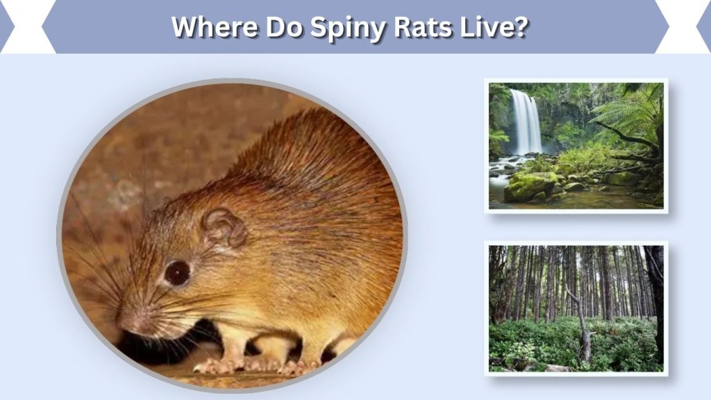 Where Do Spiny Rats Live?