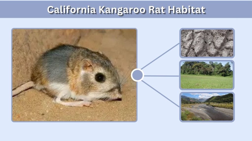 California Kangaroo Rat Habitat