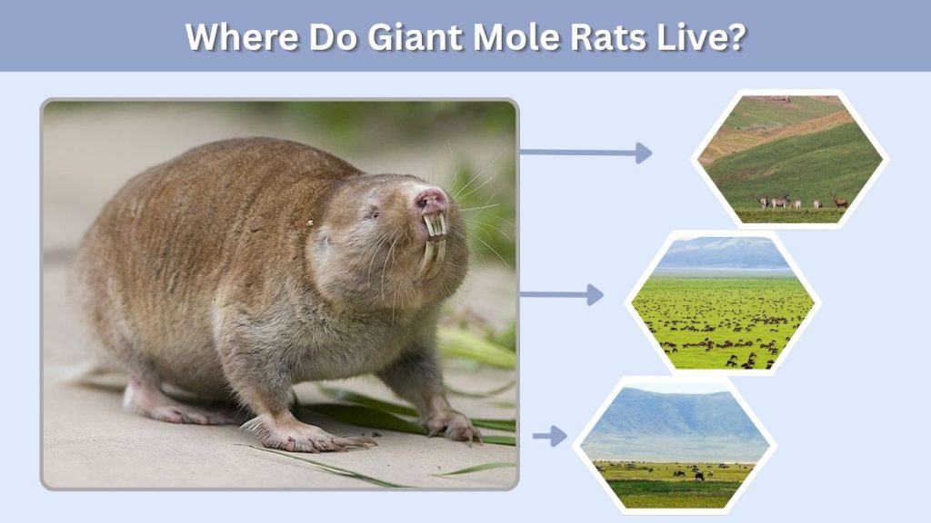 Where Do Giant Mole Rats Live?
