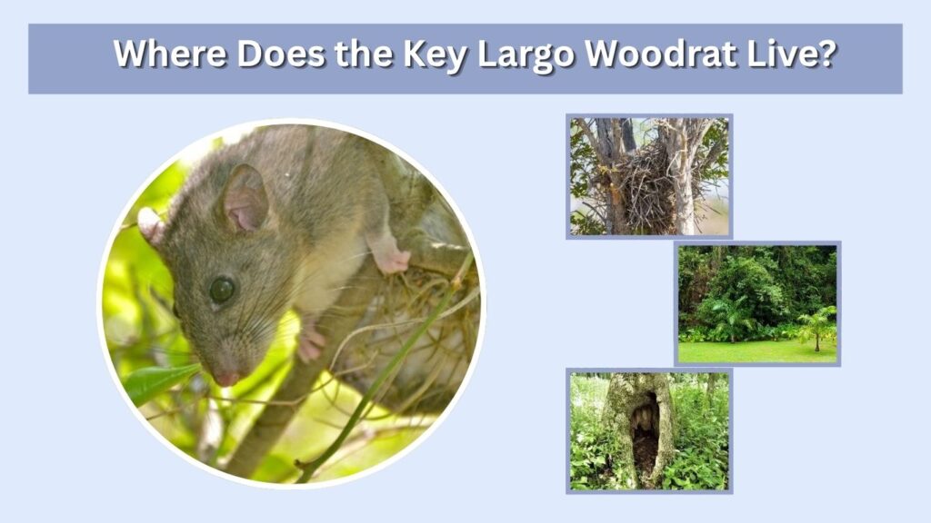 Where Does the Key Largo Woodrat Live?