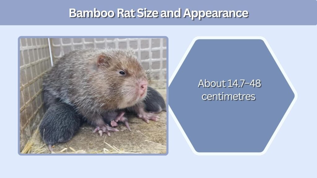 Bamboo Rat Size and Appearance