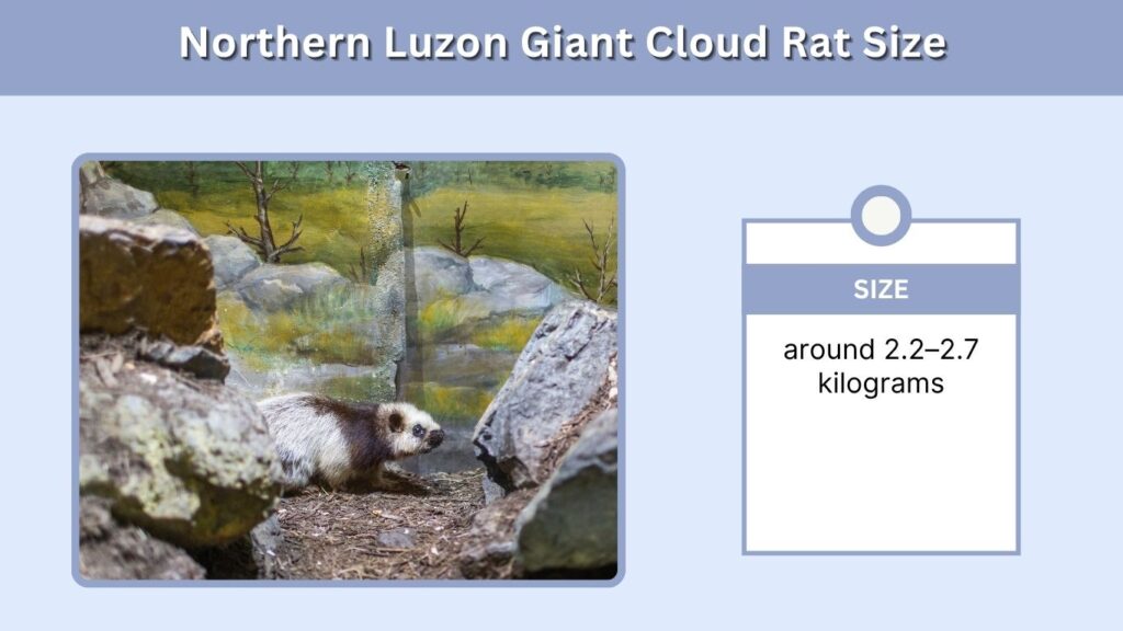 Northern Luzon Giant Cloud Rat Size