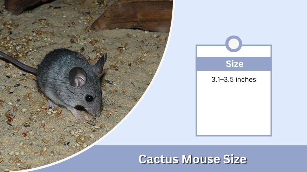 Cactus Mouse Size