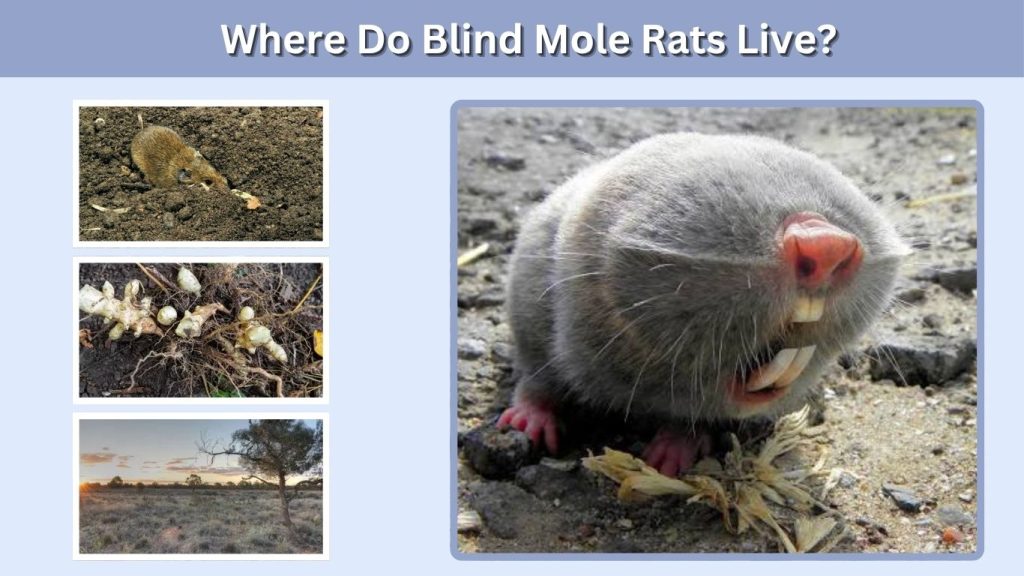 Where Do Blind Mole Rats Live?