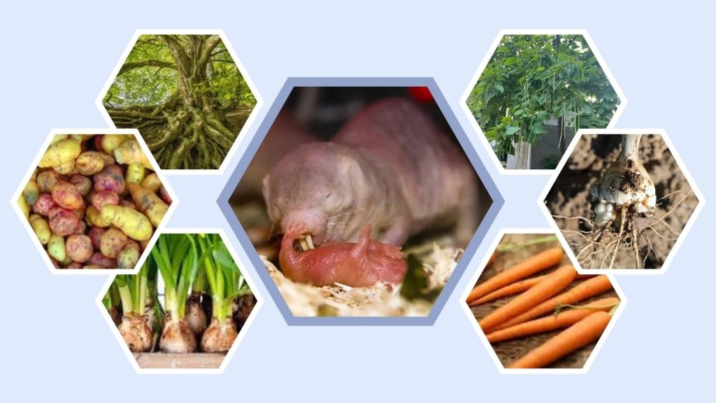 10 Foods Naked Mole Rats Eat
