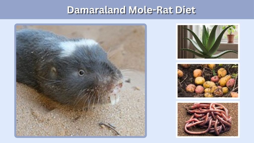 Damaraland Mole-Rat Diet