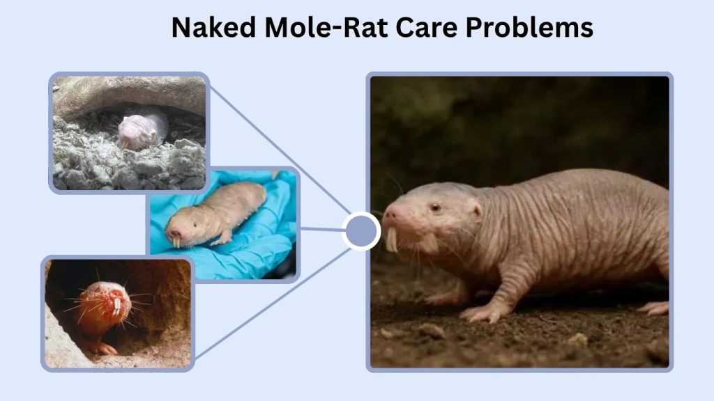 Naked Mole-Rat Care Problems