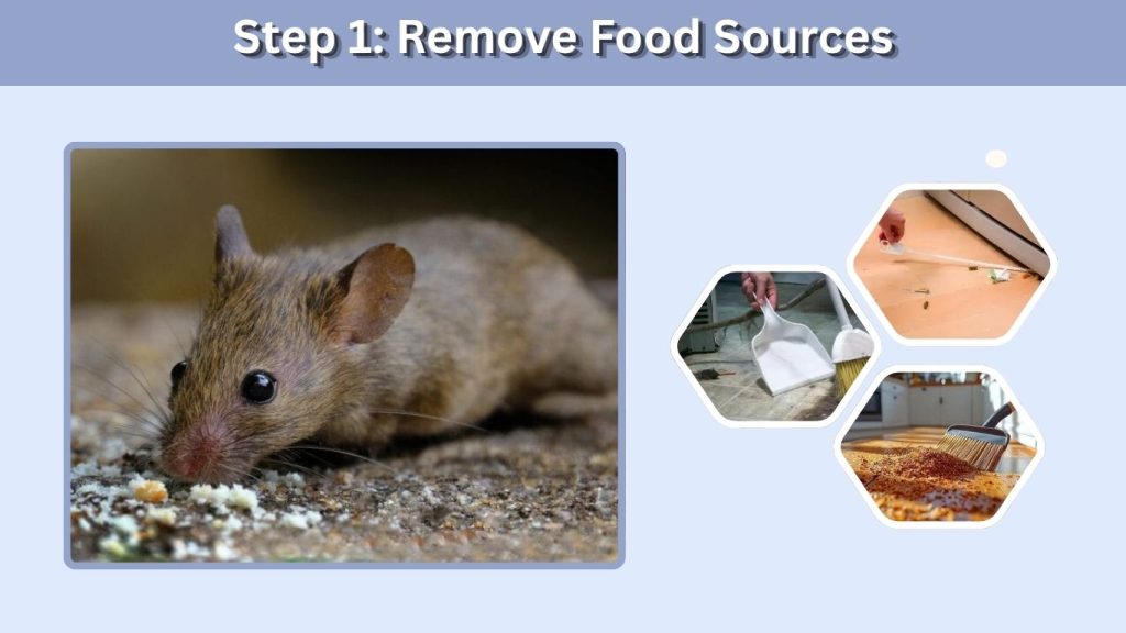 Step 1: Remove Food Sources