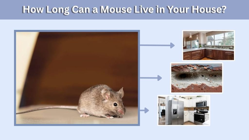 How Long Can a Mouse Live in Your House?
