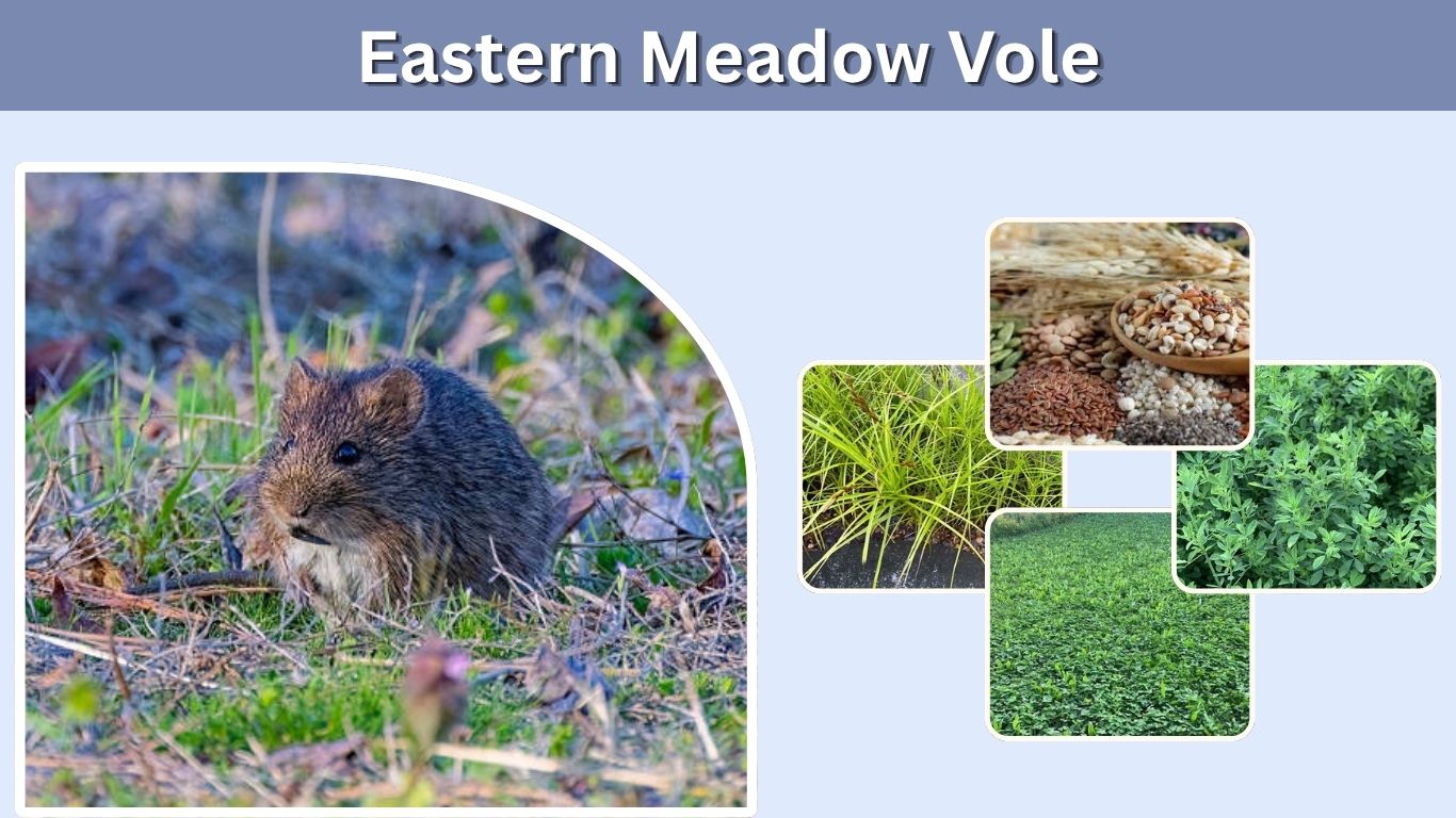Eastern Meadow Vole: Size, Diet, Habitat, and Facts