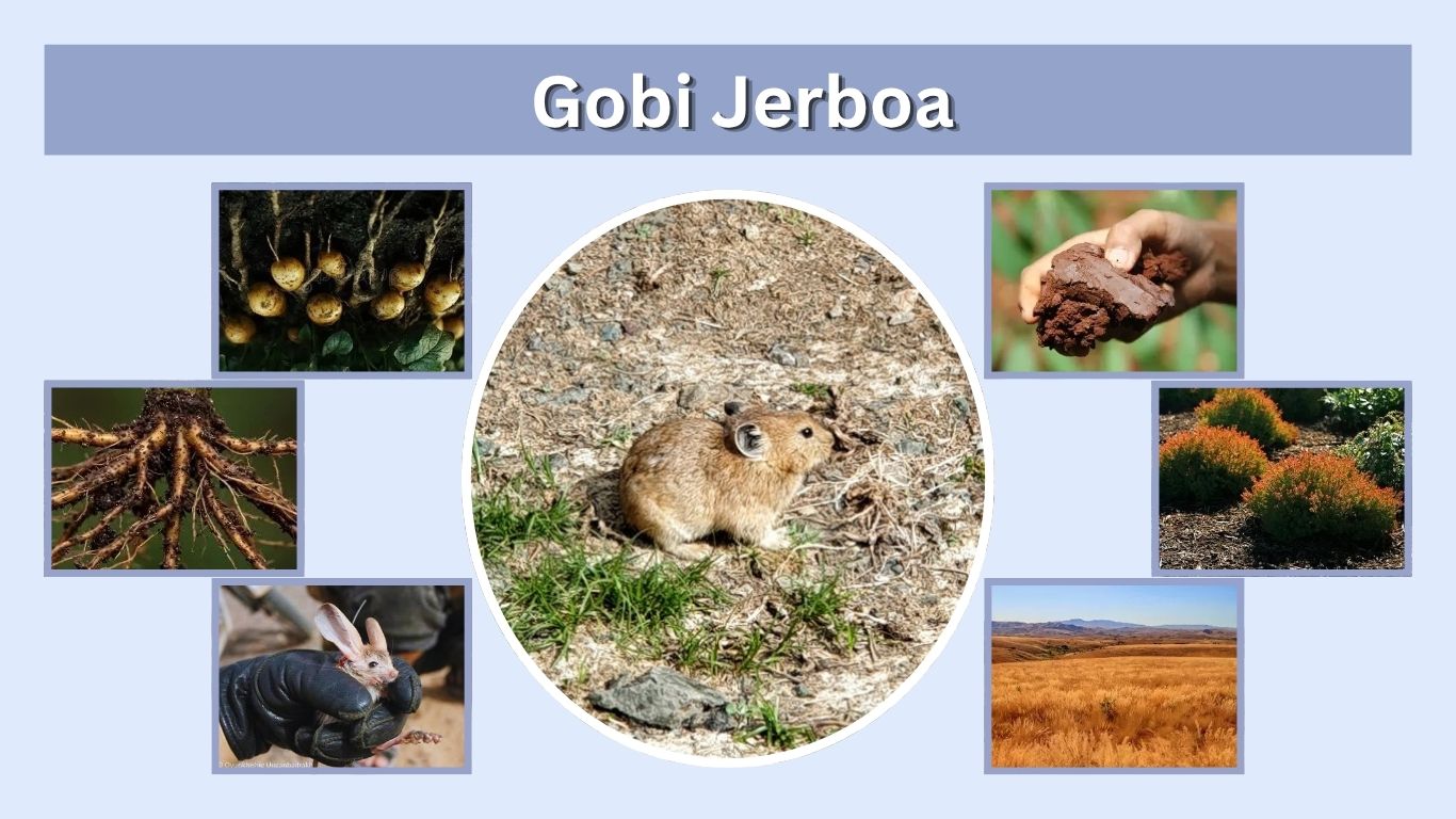 Gobi Jerboa: Habitat, Diet, Adaptations, Size and Facts