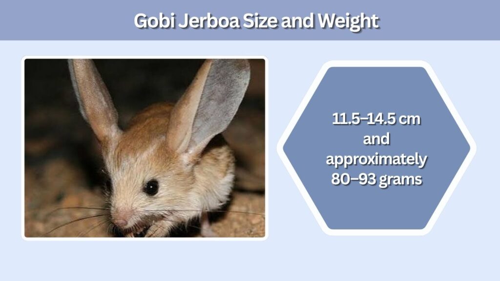Gobi Jerboa Size and Weight