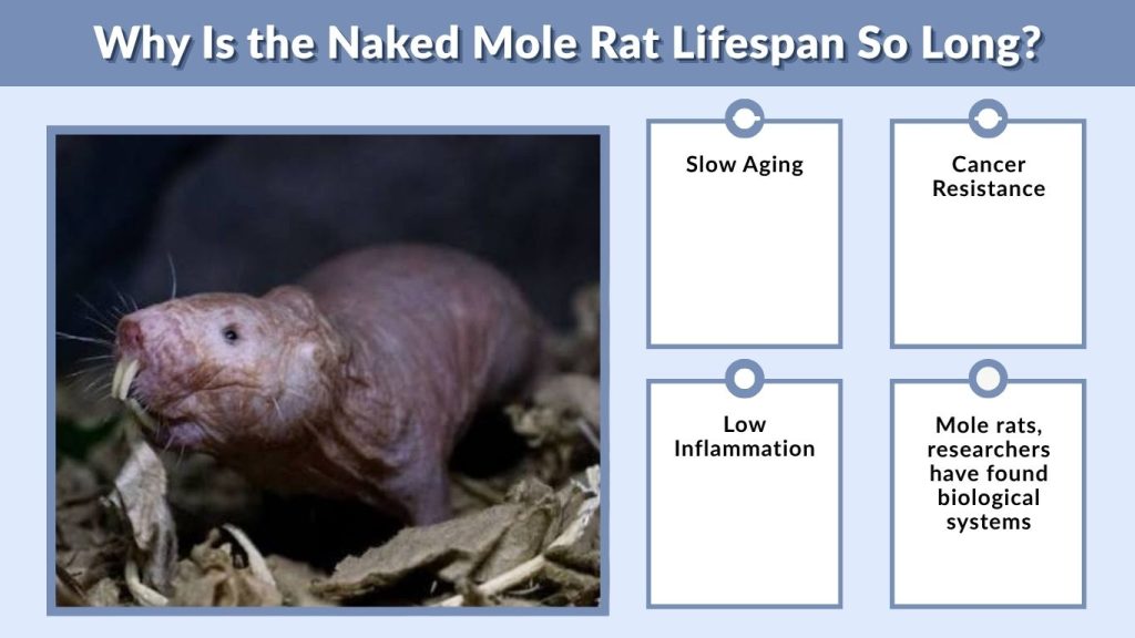 Why Is the Naked Mole Rat Lifespan So Long?