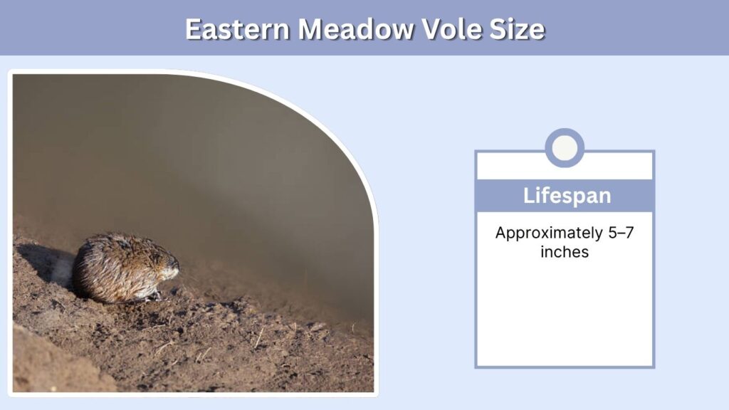 Eastern Meadow Vole Size