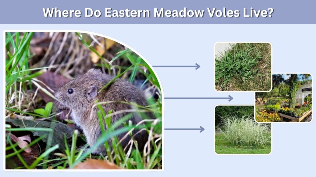Where Do Eastern Meadow Voles Live?