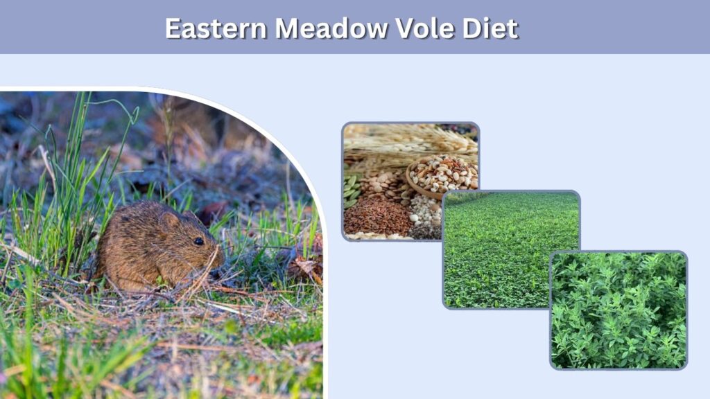 Eastern Meadow Vole Diet
