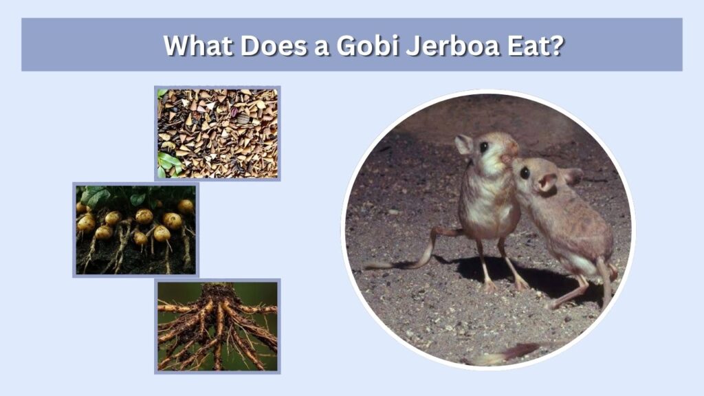 What Does a Gobi Jerboa Eat?