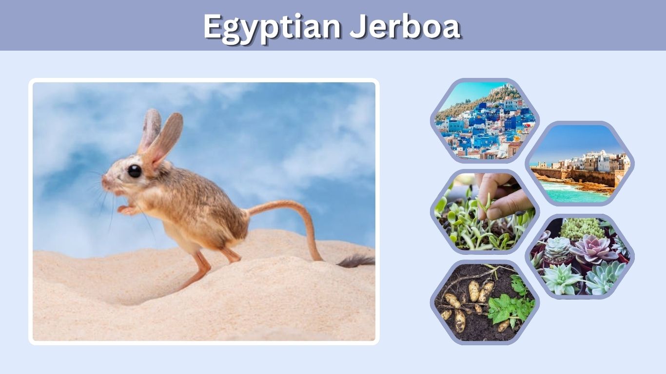 Egyptian Jerboa: Habitat, Diet, Size, and Facts